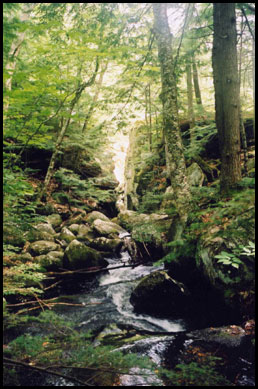 Hiking through the Maine woods